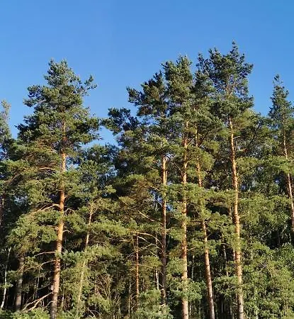 Dom Drewniany Z Kominkiem I Klimatyzacja Lokalizacja Trzy Jeziora I Lasy Swornegacie