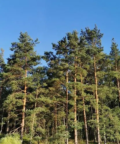 Dom Drewniany Z Kominkiem I Klimatyzacja Lokalizacja Trzy Jeziora I Lasy Swornegacie